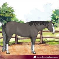 Horse Color:Grullo Splash 