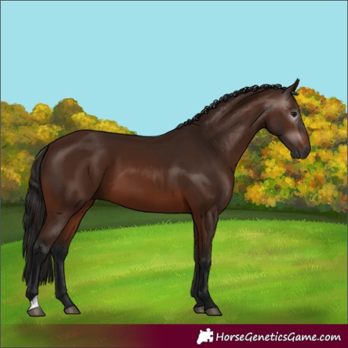 Horse Color:Gray Bay 