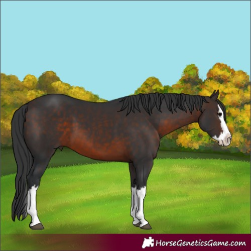 Horse Color:Brown Splash