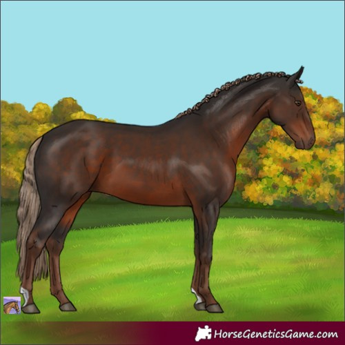 Horse Color:Liver Chestnut