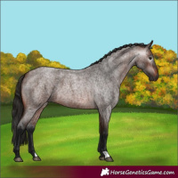 Horse Color:Gray Bay Roan
