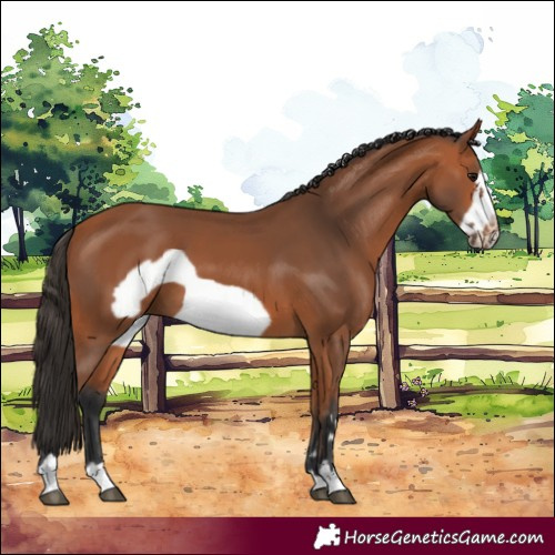 Horse Color:Bay Frame 