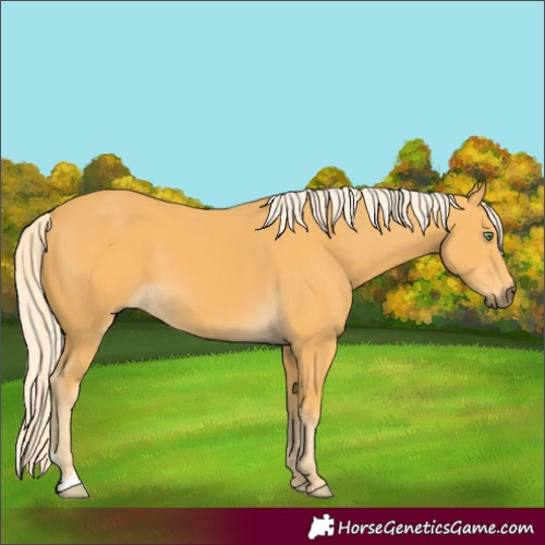Horse Color:Palomino 
