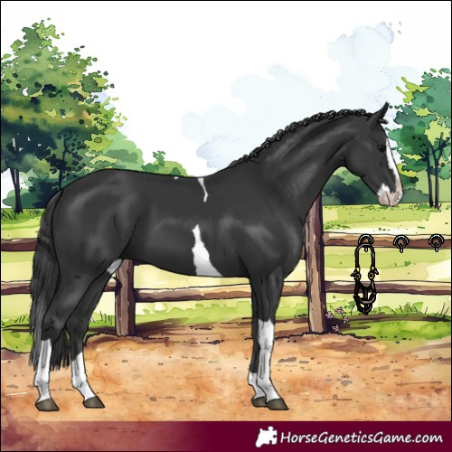 Horse Color:Black Splash Tobiano 