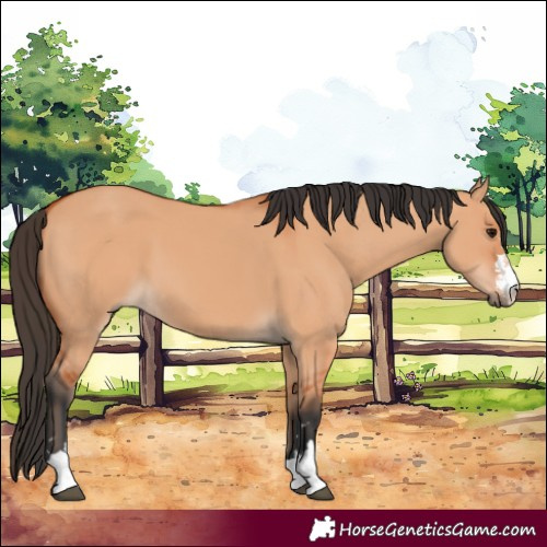 Horse Color:Bay Dun