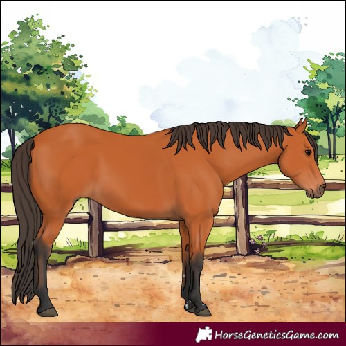 Horse Color:Bay 