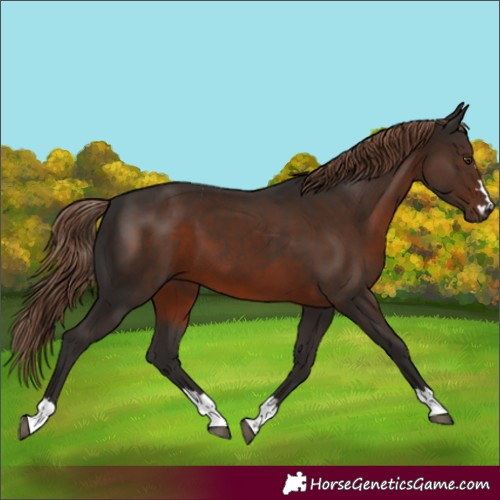Horse Color:Liver Chestnut 