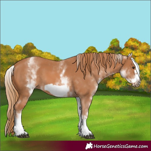 Horse Color:White Spotted Chestnut Frame 