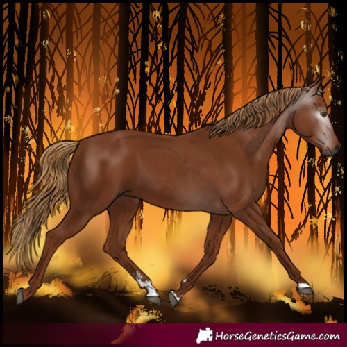 Horse Color:Gray Chestnut 