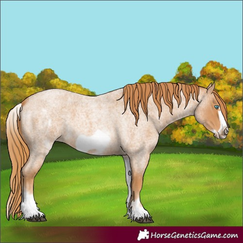 Horse Color:White Spotted Red Roan Frame