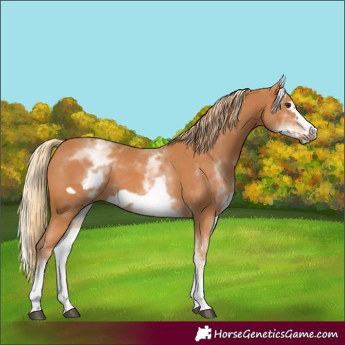 Horse Color:Unknown 