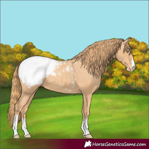Horse Color:Gold Champagne Appaloosa