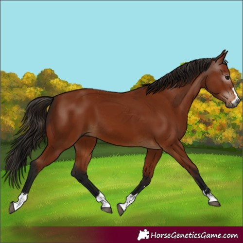 Horse Color:Gray Bay