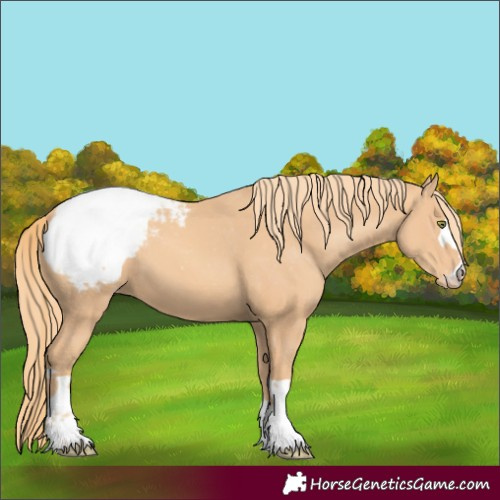 Horse Color:Gold Champagne Appaloosa 