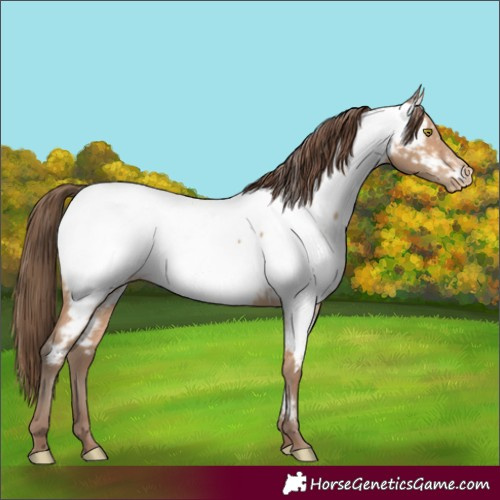 Horse Color:Amber Champagne Appaloosa