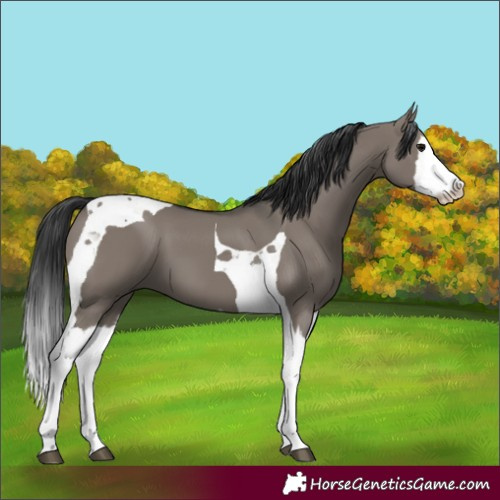 Horse Color:Grullo Splash Tobiano 