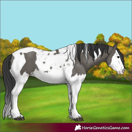 Horse Color:Grullo Splash Tobiano