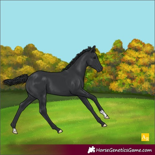 Horse Color:Black Mushroom