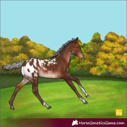 Horse Color:Silver Brown Mushroom Tobiano Appaloosa 
