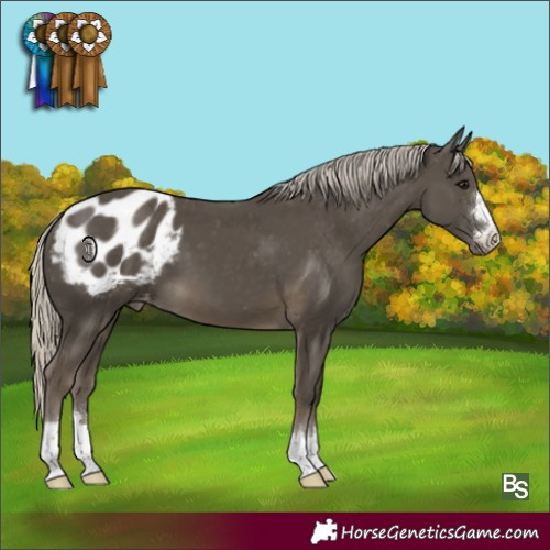 Horse Color:Silver Smoky Black Appaloosa