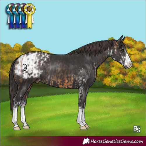 Horse Color:Buckskin Sabino Appaloosa and Smoky Black Appaloosa