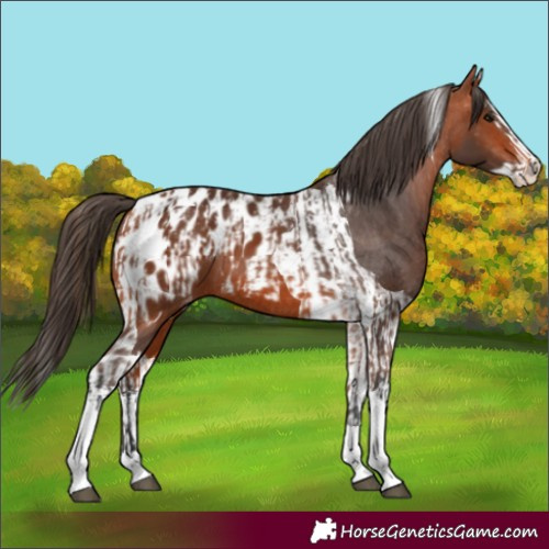 Horse Color:Bay Splash Tobiano Appaloosa  and Bay Splash Tobiano Appaloosa 