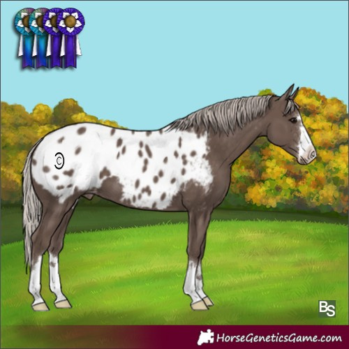 Horse Color:Silver Black Appaloosa