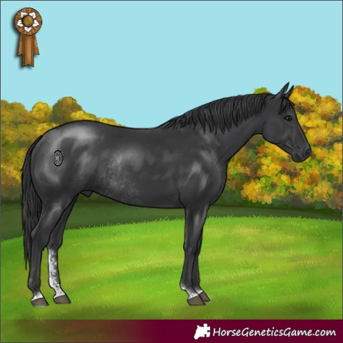 Horse Color:Black Sabino Rabicano 
