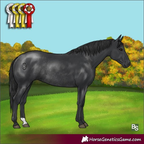 Horse Color:Black Rabicano 