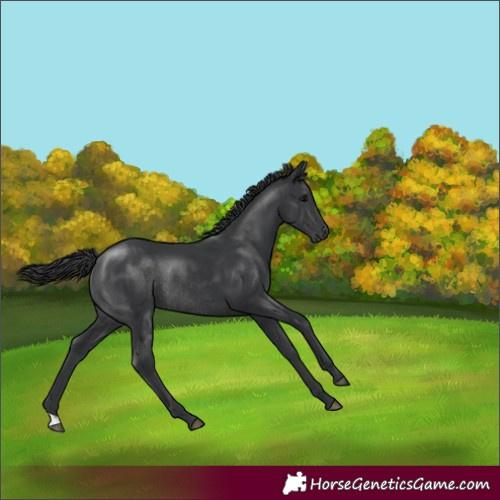 Horse Color:Black Rabicano