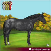 Horse Color:Black Rabicano
