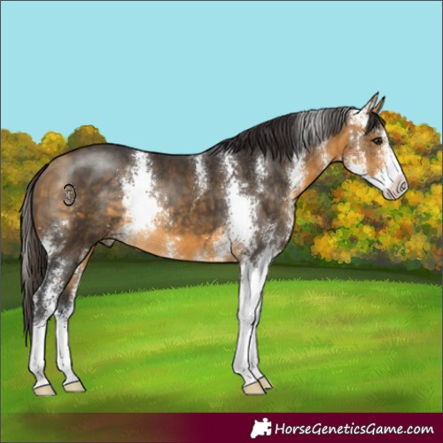 Horse Color:Buckskin Sabino