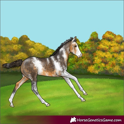 Horse Color:Buckskin Sabino