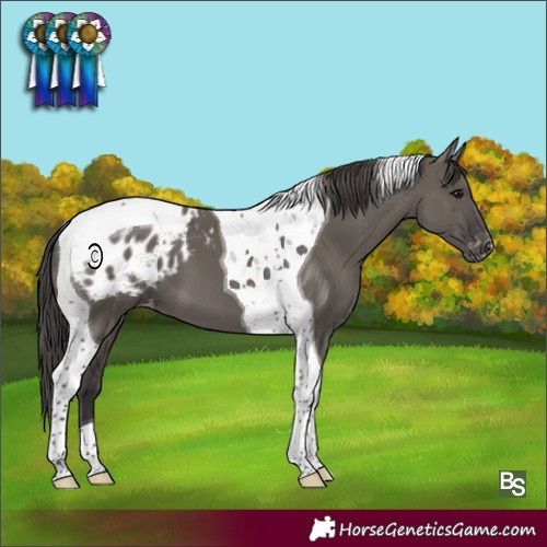 Horse Color:Smoky Grullo Tobiano Appaloosa 