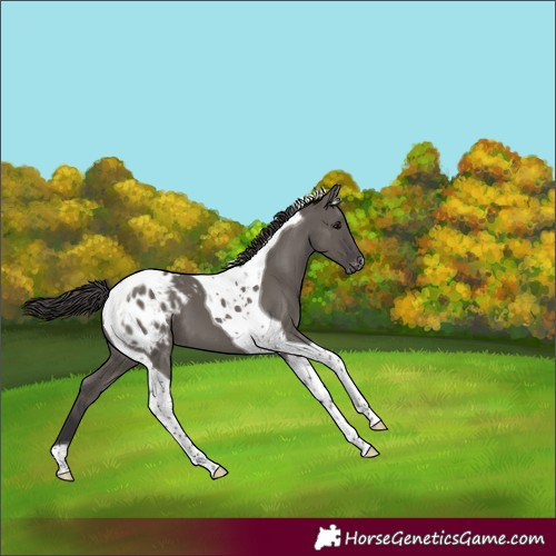 Horse Color:Smoky Grullo Tobiano Appaloosa