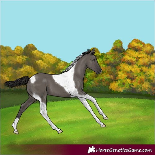 Horse Color:Smoky Grullo Tobiano