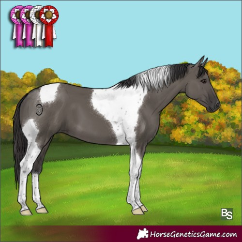 Horse Color:Smoky Grullo Tobiano