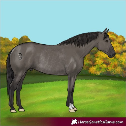 Horse Color:Smoky Grullo Rabicano 