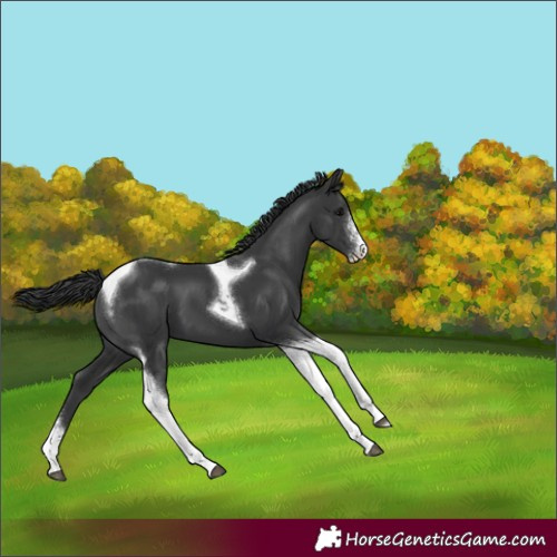 Horse Color:Black Sabino Tobiano