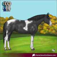 Horse Color:Black Sabino Tobiano 