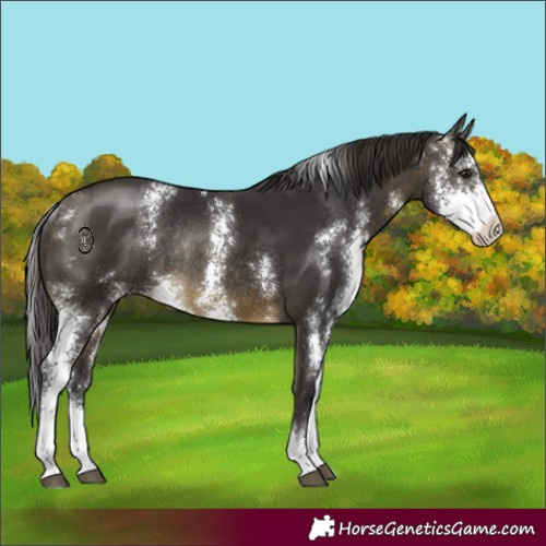Horse Color:Buckskin Sabino Rabicano 