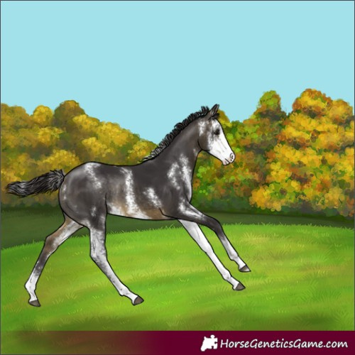 Horse Color:Buckskin Sabino Rabicano 
