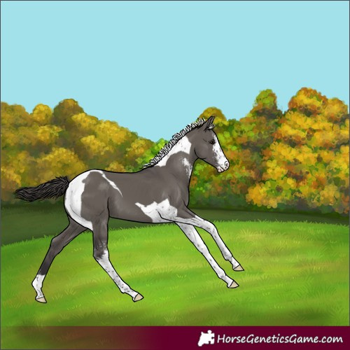 Horse Color:Smoky Grullo Sabino Tobiano Appaloosa 