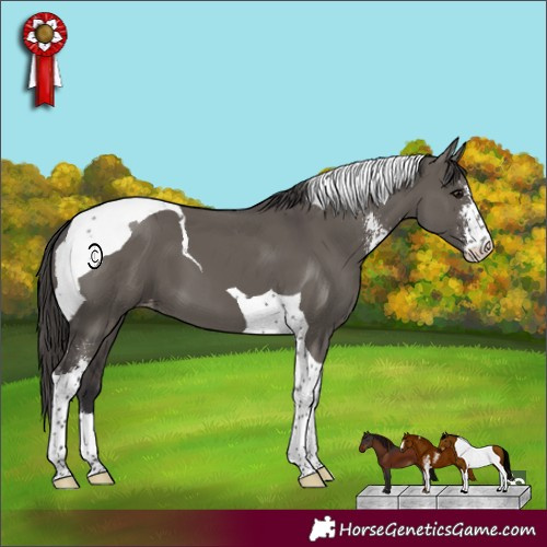 Horse Color:Smoky Grullo Sabino Tobiano Appaloosa 