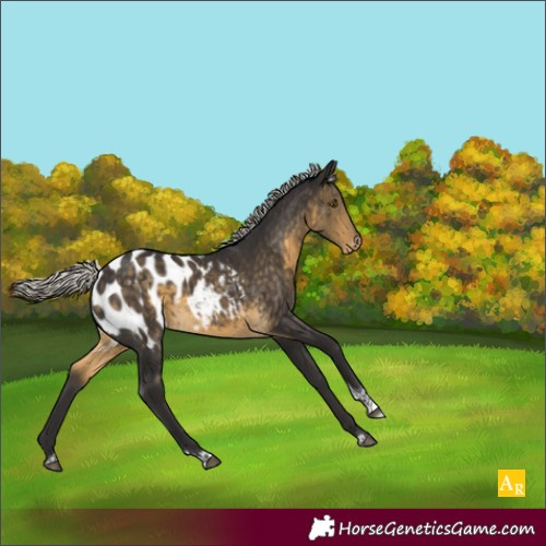 Horse Color:Silver Buckskin Tobiano Appaloosa