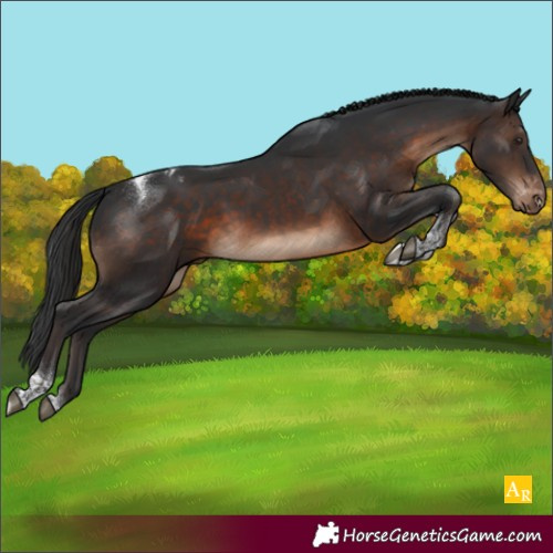 Horse Color:Brown Tobiano Appaloosa