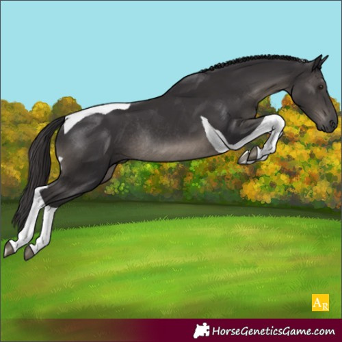 Horse Color:Smoky Black Tobiano Rabicano