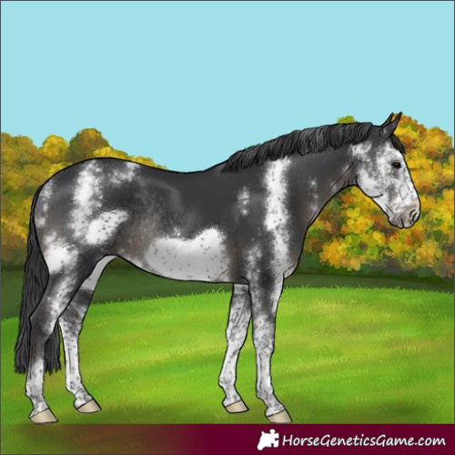 Horse Color:Black Sabino Frame Rabicano