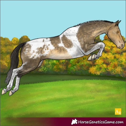 Horse Color:Buckskin Dun Mushroom Tobiano Appaloosa