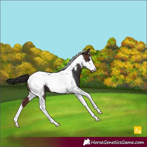 Horse Color:Brown Tobiano Frame 